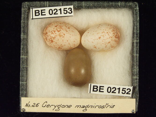 Three bird eggs with specimen labels in box.