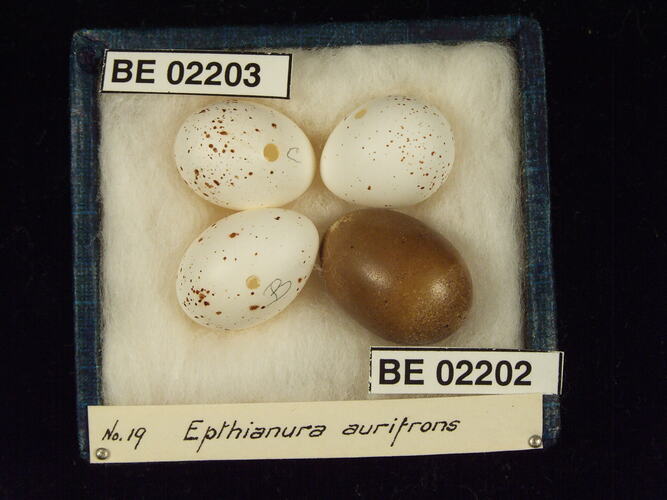 Four bird eggs in box with specimen labels.