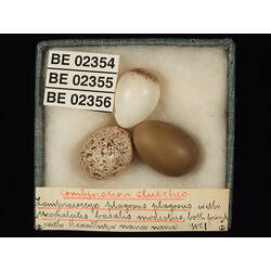 <em>Chrysococcyx lucidus plagosus</em>