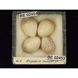 <em>Rhipidura leucophrys leucophrys</em>