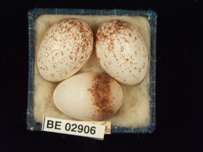 Three bird eggs with specimen label in box.