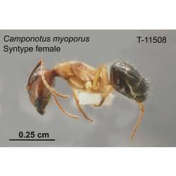 Ant specimen, female, lateral view.