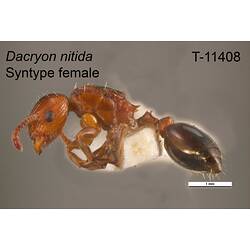 Ant specimen, female, lateral view.