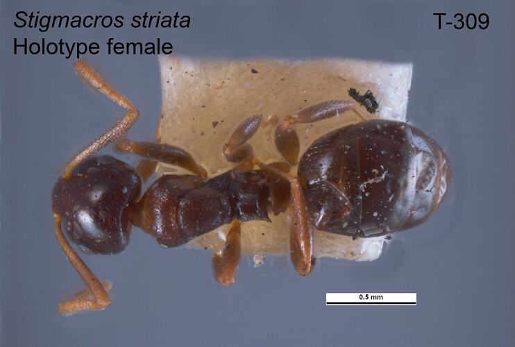 Ant specimen, female, dorsal view.