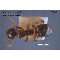 Ant specimen, female, dorsal view.