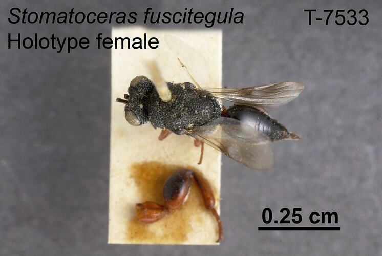 Wasp specimen, female, dorsal view.