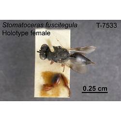 Wasp specimen, female, dorsal view.