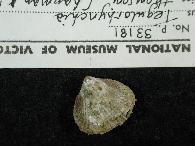 Fossil brachiopod beside label.