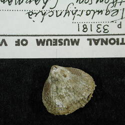 <em>Tegulorhynchia thomsoni</em> Chapman & Crespin