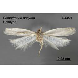 Moth specimen, ventral view.