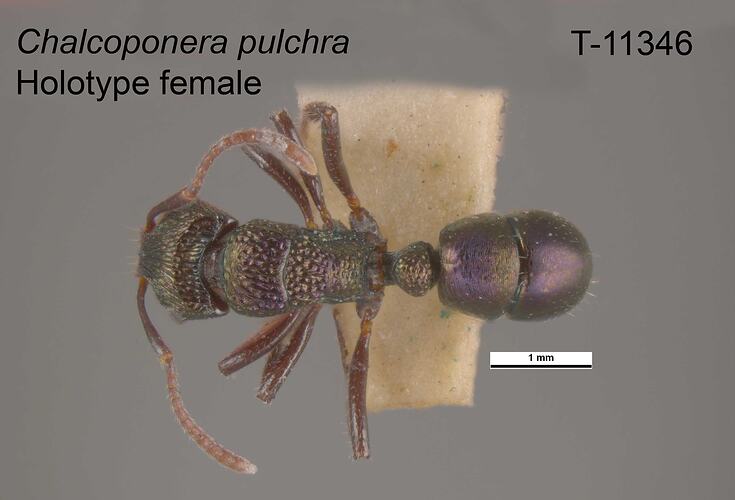 Ant specimen, female, dorsal view.