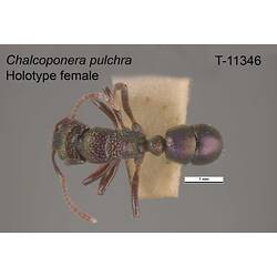Ant specimen, female, dorsal view.