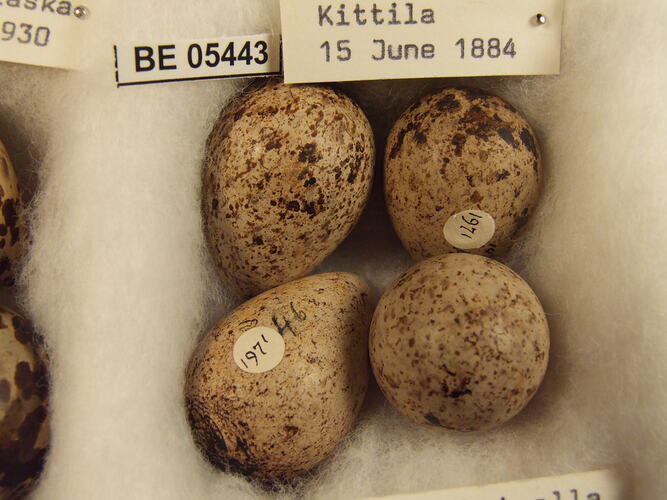 Close up of four bird eggs with specimen labels.