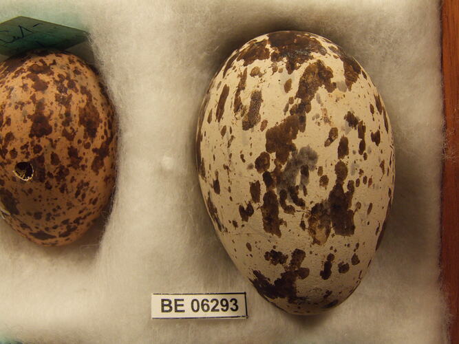 Two bird eggs with specimen label in box.