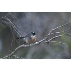 A Grey Fantail perched on a thin branch.