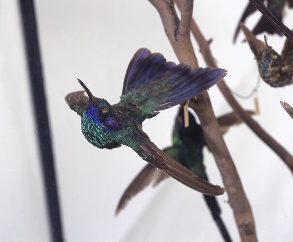 Close up of hummingbird specimen mounted in case.