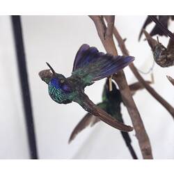 Close up of hummingbird specimen mounted in case.