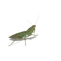 A Green Praying Mantid photographed on a white background.