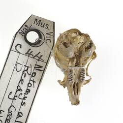 Ventral view of Mouse skull with specimen labels.