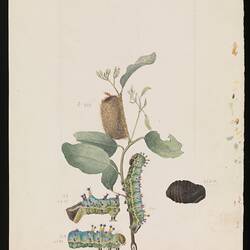 Watercolour illustration - Emperor Gum-Moth, Antheraea eucalypti, life stages and host plant, near Melbourne, Arthur Bartholomew