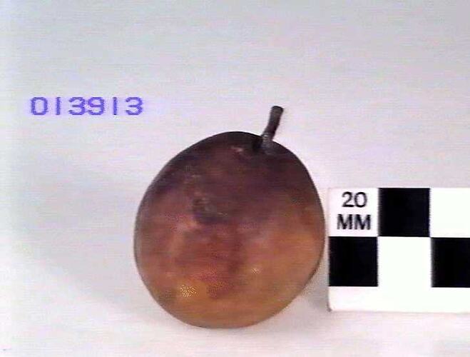 Pear Model - Gansels Bergamot, Hawthorn, Victoria, 1875