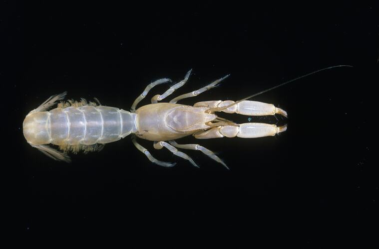 Spiny Mud Shrimp viewed from above.