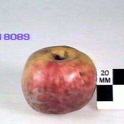 Apple Model, Whatmough's King Of The Pippins