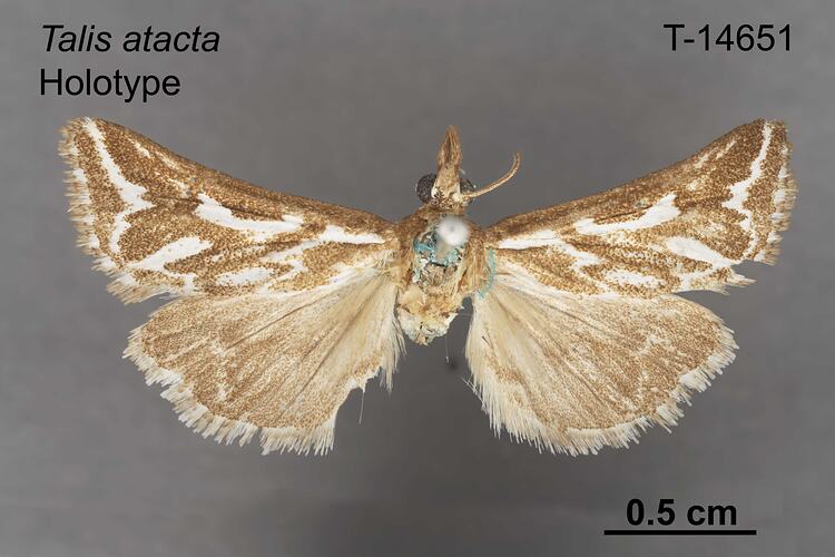 Moth specimen, dorsal view.