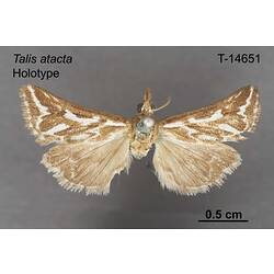 Moth specimen, dorsal view.