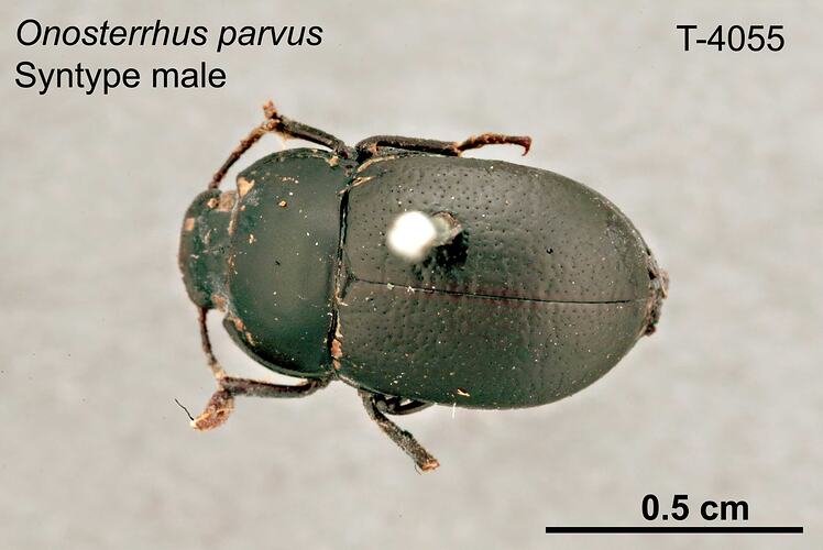 Beetle specimen, male, dorsal view.