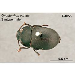 Beetle specimen, male, dorsal view.