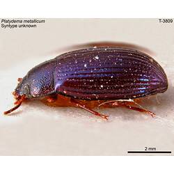 Beetle specimen, lateral view.