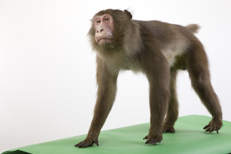 Japanese Macaque specimen mounted on all fours.