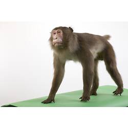 Japanese Macaque specimen mounted on all fours.