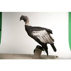 <em>Vultur gryphus</em>, Andean Condor, mount.  Registration no. 52302.