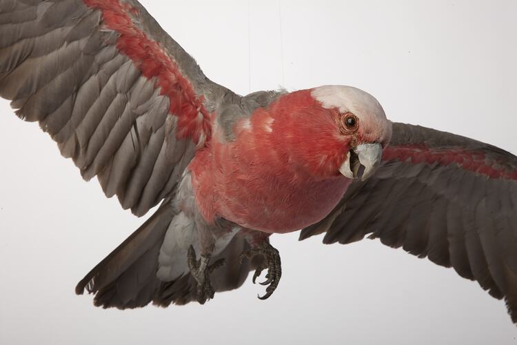 <em>Cacatua roseicapilla</em>, Galah, mount.  Registration no. B 21735.