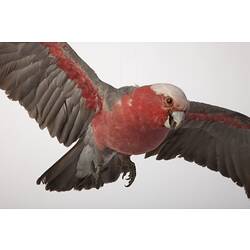 <em>Cacatua roseicapilla</em>, Galah, mount.  Registration no. B 21735.