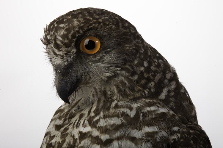 Detail of owl specimen mounted with head turned over shoulder, large orange eye visible.