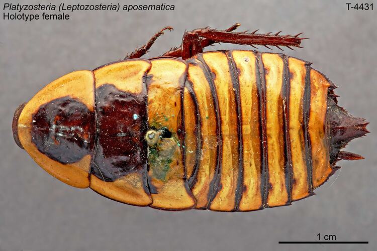 Cockroach specimen, dorsal view.