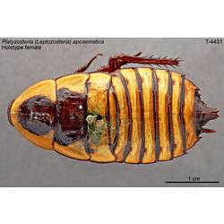 Cockroach specimen, dorsal view.