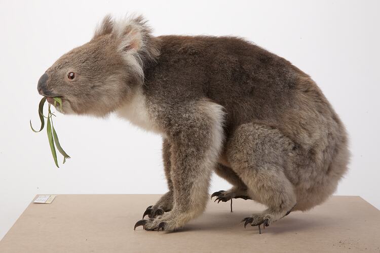 <em>Phascolarctos cinereus</em>, Koala, mounted specimen. Registration no. C 29730.