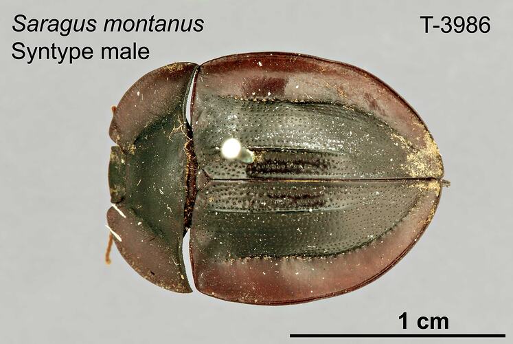 Beetle specimen, male, dorsal view.
