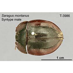 Beetle specimen, male, dorsal view.