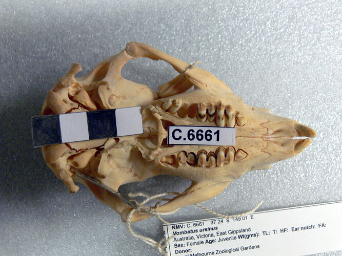 Wombat skull, ventral view.