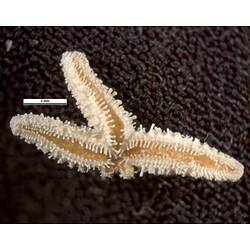 Seastar specimen, two arms missing, ventral view.