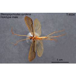 Caddisfly specimen, male, ventral view.