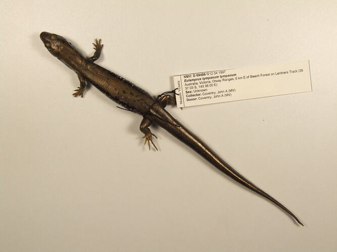 Cast of skink with specimen label.