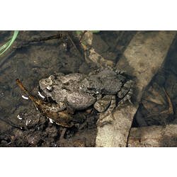 Two Eastern Sign-bearing Froglets mating at the edge of a pond.