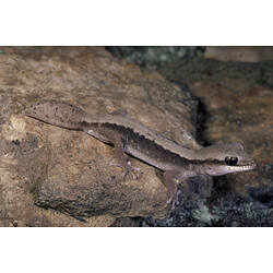 A Wood Gecko perched on a rock.