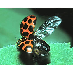 A Common Spotted Ladybird, wings open, on a leaf.